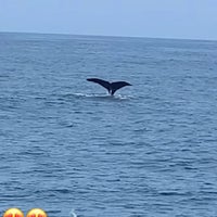 Foto diambil di Condor Express Whale Watching oleh WA pada 8/17/2021
