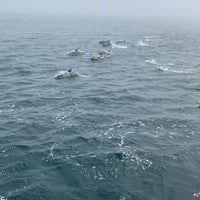 Das Foto wurde bei Condor Express Whale Watching von WA am 8/17/2021 aufgenommen