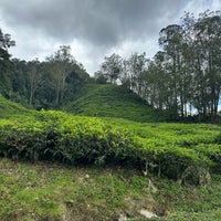 Photo taken at Boh Tea Plantations by Asmida on 3/5/2023