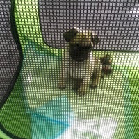 vca black mountain animal hospital