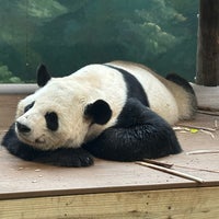 Снимок сделан в Zoo Atlanta пользователем Krista W. 4/29/2023