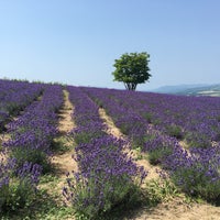 かみふらの 日の出ラベンダー園 かみふらの 日の出ラベンダー園