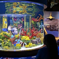 8/9/2017にSouth Florida Science Center and AquariumがSouth Florida Science Center and Aquariumで撮った写真