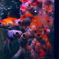 Photo taken at The Pet Shop by Misha S. on 5/17/2019