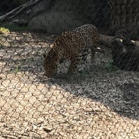 Photo taken at Jaguar Exhibit by Pete C. on 9/1/2017