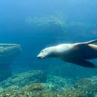 Das Foto wurde bei New York Aquarium von Allison C. am 3/18/2024 aufgenommen