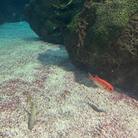 Das Foto wurde bei New York Aquarium von Allison C. am 4/1/2024 aufgenommen