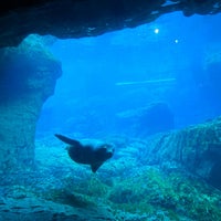 Foto scattata a New York Aquarium da Allison C. il 3/18/2024