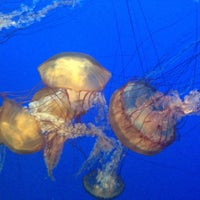 6/8/2015 tarihinde Fabiana P.ziyaretçi tarafından Monterey Bay Aquarium'de çekilen fotoğraf