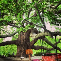 Photo taken at Tarihi Doğu Çınarı by M. O. on 5/8/2013