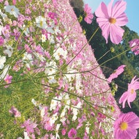 しまばら芝桜公園 Park In 島原市