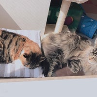 麻生 猫カフェ 福猫茶房 北区北40条西5 1 39