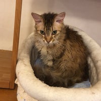 麻生 猫カフェ 福猫茶房 北区北40条西5 1 39