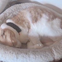 麻生 猫カフェ 福猫茶房 北区北40条西5 1 39