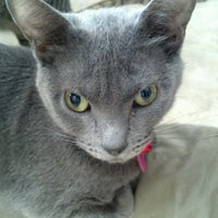 carol's ferals petfinder