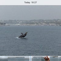 Das Foto wurde bei Newport Landing Whale Watching von George D. am 1/19/2016 aufgenommen