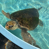 Photo taken at Loggerhead Marinelife Center by D.J. R. on 2/3/2023