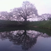 浅井の一本桜 Tree 浅井の一本桜 Tree