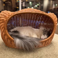 Photo taken at Cat Cafe MOCHA by Penelope L. on 12/7/2023