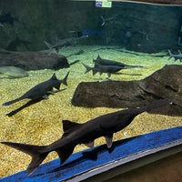 Das Foto wurde bei OdySea Aquarium von Lin C. am 5/13/2023 aufgenommen