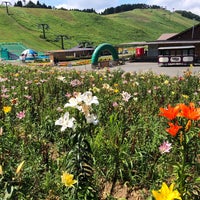 箱館山ゆり園 高島市 滋賀県 箱館山ゆり園 高島市 滋賀県