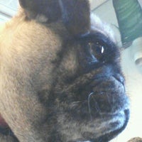 Animal Welfare League - Chicago Ridge, IL Animal Welfare League - Chicago Ridge, IL