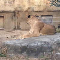 東武動物公園 ライオン 167 Visitantes
