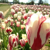 Wooden Shoe Tulip Farm - 24 tips