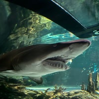 Photo taken at Ripley&amp;#39;s Aquarium of the Smokies by Tyler H. on 1/21/2024