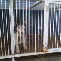 Review 18 Kennel Samoyed