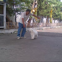 Review 18 Kennel Samoyed