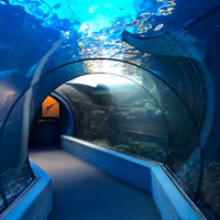 11/2/2018 tarihinde John G.ziyaretçi tarafından Maui Ocean Center, The Hawaiian Aquarium'de çekilen fotoğraf