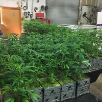 Снимок сделан в UPS 420 Marijuana Clones THC Plants Cannabis Edibles Products пользователем four t. 10/29/2017