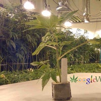 Снимок сделан в UPS 420 Marijuana Clones THC Plants Cannabis Edibles Products пользователем THC plant Marijuana Clones Plants 10/29/2017