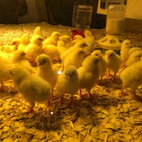 Photo taken at Chick Hatchery by Emily A. on 6/30/2018