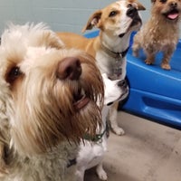 k9 to 5 dog center