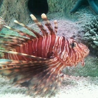 10/25/2012 tarihinde Aaron M.ziyaretçi tarafından SEA LIFE Minnesota Aquarium'de çekilen fotoğraf