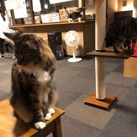 Photo taken at Cat Cafe Calico by HPY48 on 11/7/2019