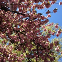 Photo taken at Central Park Cherry Blossoms by Elise S. on 5/4/2013