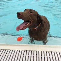Photo taken at splish splash dog swim by Brian J. on 10/3/2015