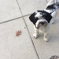 bonnie's dog & cat grooming