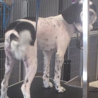 bonnie's dog & cat grooming