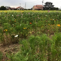伊佐沼東岸花畑 川越市 埼玉県