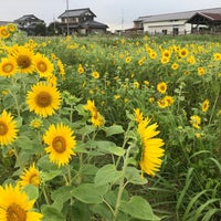 伊佐沼東岸花畑 川越市 埼玉県 伊佐沼東岸花畑 川越市 埼玉県