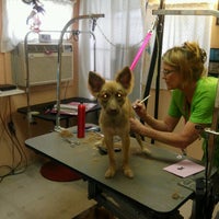 Scrub A Dub Dog Spa & Grooming Salon - 2 tips from 6 visitors