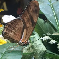 รูปภาพถ่ายที่ Bear Mountain Butterfly Sanctuary โดย Barbara H. เมื่อ 7/9/2019