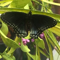 รูปภาพถ่ายที่ Bear Mountain Butterfly Sanctuary โดย Barbara H. เมื่อ 7/9/2019