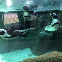 Photo taken at African Penguin by Jann S. on 3/1/2019