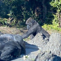 Photo taken at Gorilla Woods by maru on 1/29/2023