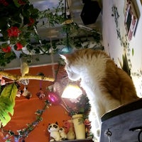 猫カフェ 猫音 にゃおん Cafe Para Mascotas En Osaka